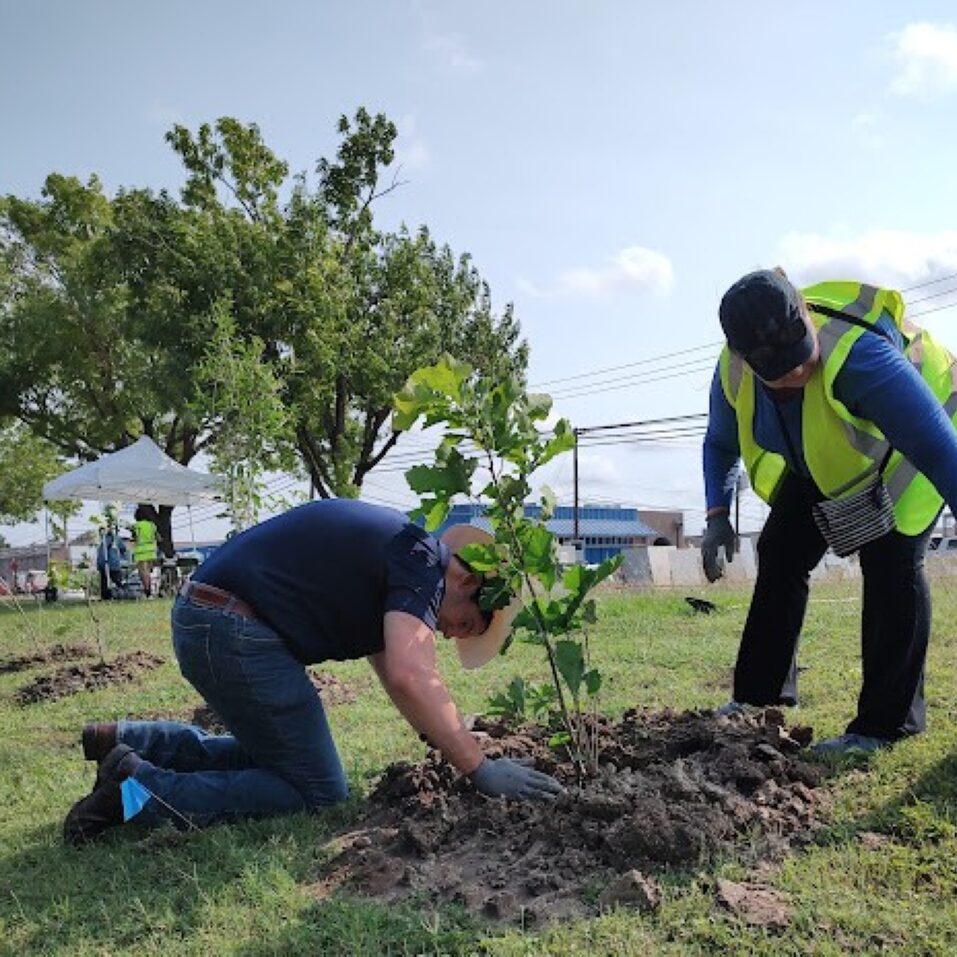 About Alan alan planting tree